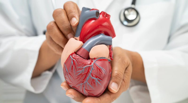 Clinician in a white coat cradling an anatomical heart model showing coronary vessels.