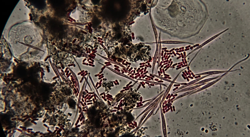 Your Mouth Bacteria Might Be Trying to Tell You Something